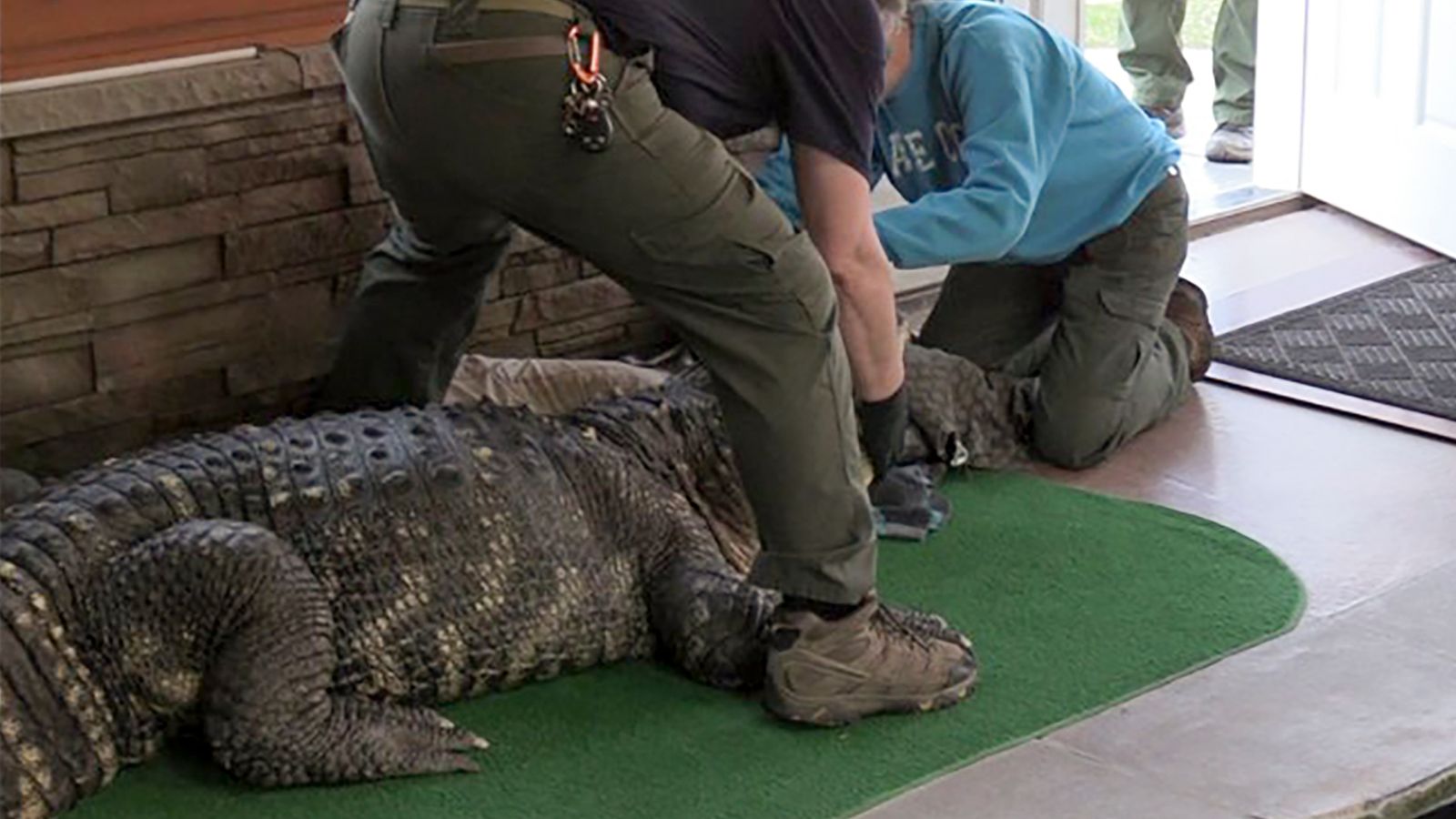 Alligator Twice The Size Of A Man Seized After Being Kept Illegally In Home Navtarang 8741