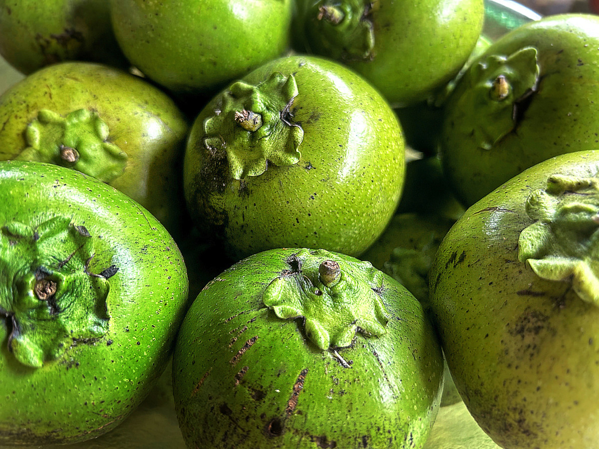 There S A Fruit That Tastes Like Chocolate Pudding Navtarang